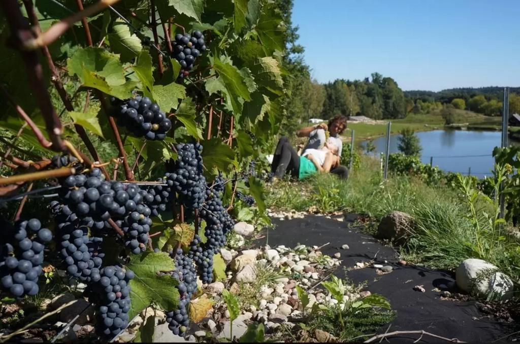 Vila Namelis Salia Vynuogyno Budziliai Exteriér fotografie